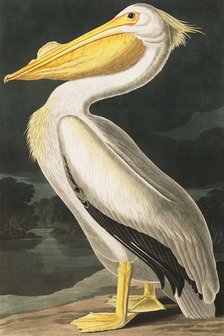 American White Pelican, Pelecanus Erythrorhynchos, 1845.