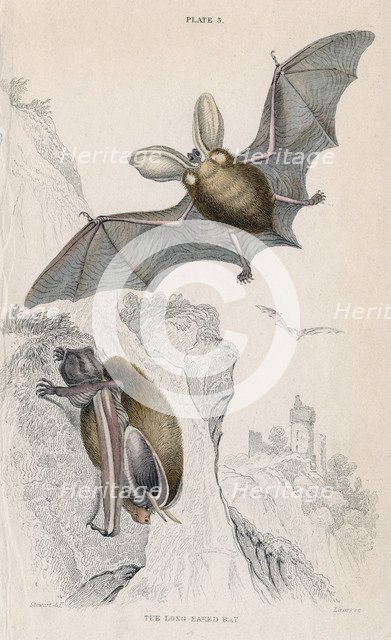 Long-eared bat (Plectorus auritus), 1828. Artist: Unknown