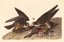 Great Footed Hawk, 1827. Creator: Robert Havell.