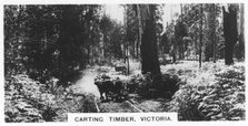 Carting timber, Victoria, Australia, 1928. Artist: Unknown