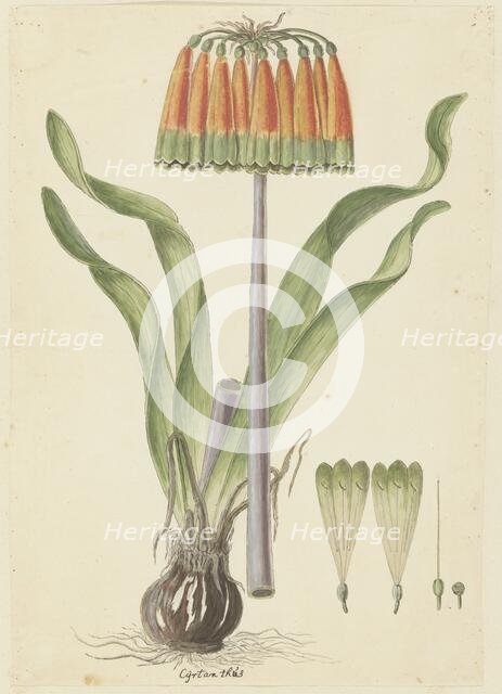 Cyranthus obliquus (L.f.) Aiton (Knysna lily), 1777-1786. Creator: Robert Jacob Gordon.