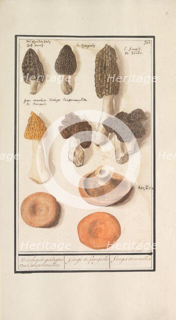 Morels (Morchella), 1596-1610. Creators: Anselmus de Boodt, Elias Verhulst.