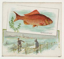 Goldfish, from Fish from American Waters series (N39) for Allen & Ginter Cigarettes, 1889. Creator: Allen & Ginter.