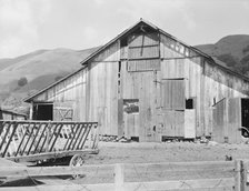 Farmyard of small Italian farmer, Santa Clara County, California, 1939. Creator: Dorothea Lange.