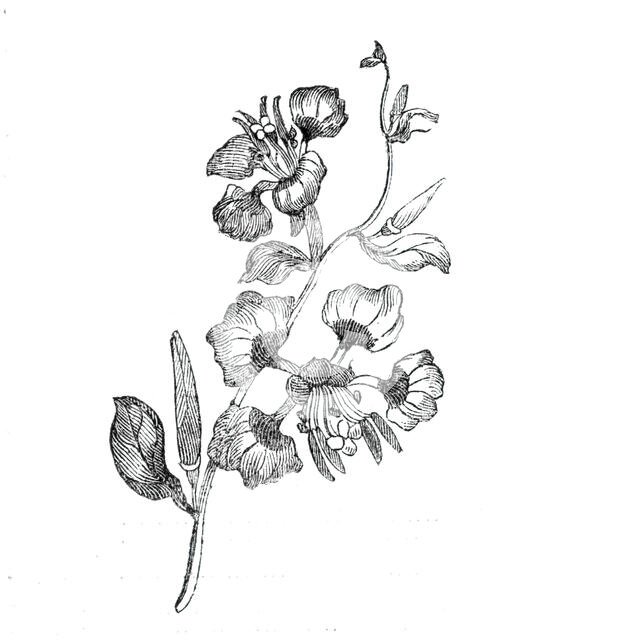 Elegant clarkia, 1843. Creator: Unknown.