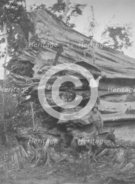 'A big bit of Brazilian Timber', 1914. Artist: Unknown.