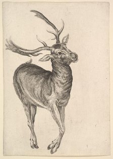 Stag, 1625-77. Creator: Wenceslaus Hollar.