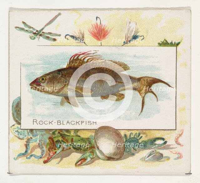 Rock Blackfish, from Fish from American Waters series (N39) for Allen & Ginter Cigarettes,..., 1889. Creator: Allen & Ginter.