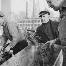 Fulton fish market dock stevedores with lobsters caught in the New England..., New York, 1943. Creator: Gordon Parks.
