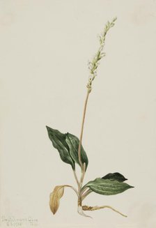 Western Rattlesnake Plantain (Peranium decipiens), 1905. Creator: Mary Vaux Walcott.