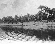 ''Palmiers a huile (Bords du Mono); L'Ouest Africain', 1914. Creator: Unknown.