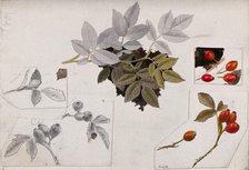 Rose hips and leaves, c1900s. Creator: Unknown.