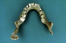 Reproduction of the 'Jaws of Banyoles', jaw of a pre-neanderthal found in 1887 by Pere Alsius in …