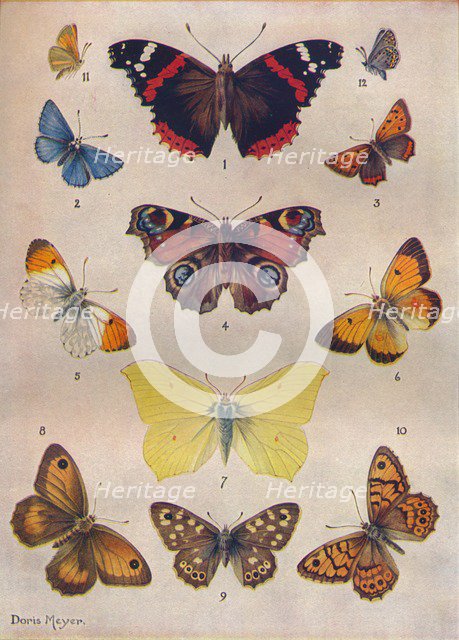 'Beautiful Butterflies of the British Isles', c1934. Artist: Unknown.
