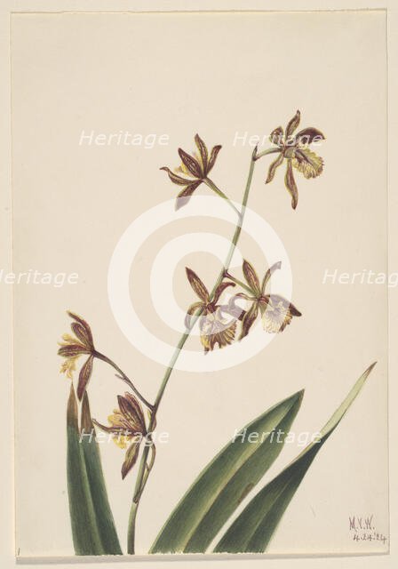 Untitled (Flower Study), 1924. Creator: Mary Vaux Walcott.