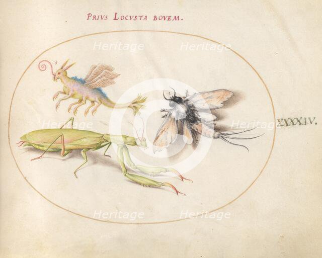 Plate 44: Mantis and Mayfly with an Imaginary Insect, c. 1575/1580. Creator: Joris Hoefnagel.