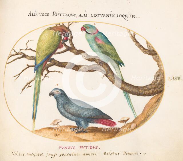 Animalia Volatilia et Amphibia (Aier): Plate LVIII, c. 1575/1580. Creator: Joris Hoefnagel.