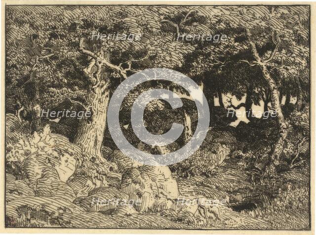 Chenes de Roche (Rock Oaks), 1861. Creator: Theodore Rousseau.