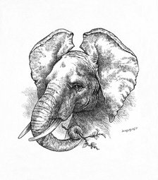 'African Elephant', c1900. Artist: Helena J. Maguire.