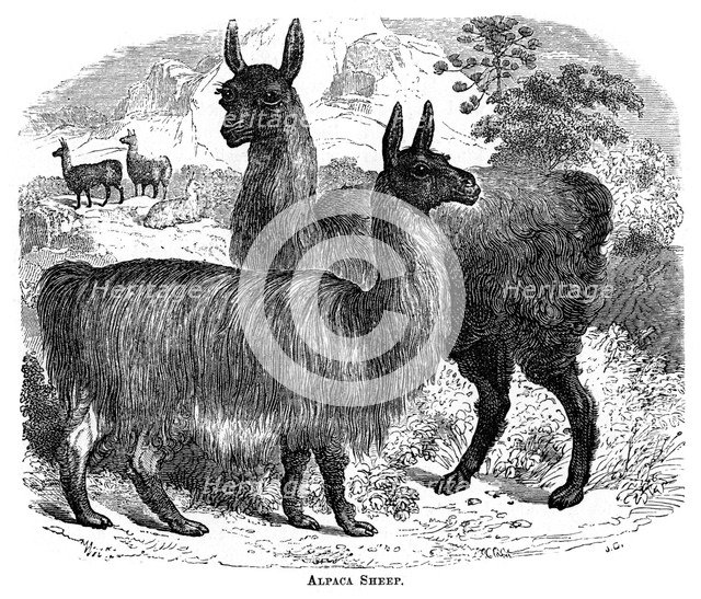 'Alpaca Sheep', c1880.Artist: JC