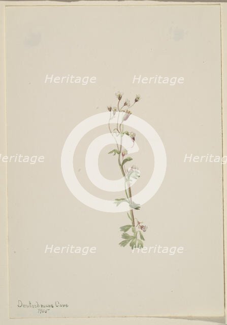 Untitled--Plant Study, 1905. Creator: Mary Vaux Walcott.