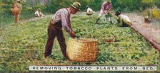 'Removing Tobacco Plants from Bed', 1926. Artist: Unknown.
