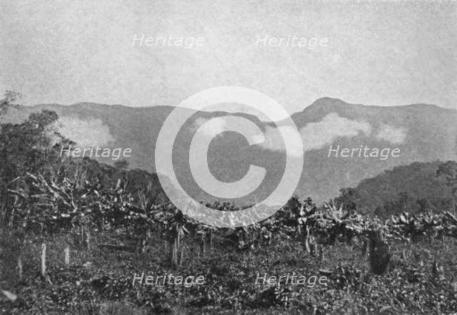 'Bananal (Cubatao)', (Bananas, Cubato), 1895. Artist: Johan Albert Constantin Lofgren.