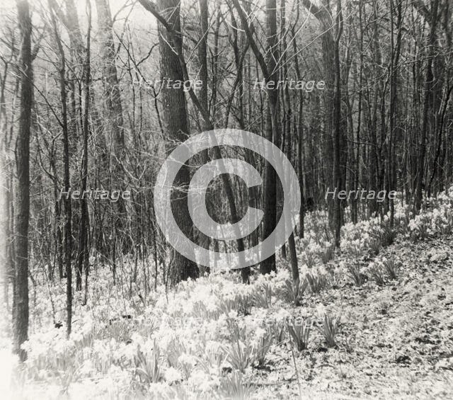 Unidentified garden or park, possibly "Ronaele Manor," Fitz Eugene Dixon house, Elkins Par..., c1920 Creator: Frances Benjamin Johnston.