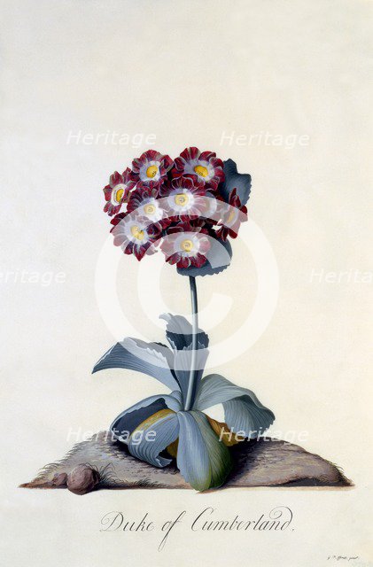 Auricula "Duke of Cumberland" c. 1743 (hand coloured engraving). Creator: "Georg Dionysius Ehret (1710 - 70); Ehret, Georg Dionysius (1710-1770)".