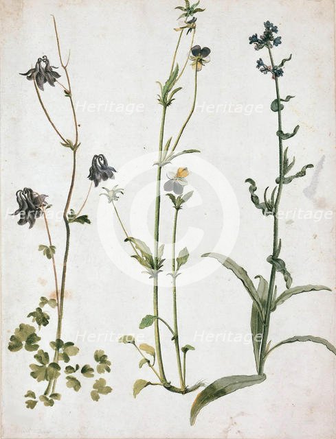 Akelei, Stiefmütterchen und Ochsenzunge, First quarter of 16th cen.. Creator: Dürer, Albrecht (1471-1528).
