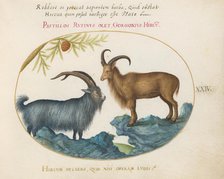 Animalia Qvadrvpedia et Reptilia (Terra): Plate XXIV, c. 1575/1580. Creator: Joris Hoefnagel.