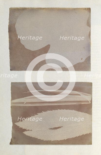 [Photogenic Drawing from Leaf], 1839-40. Creator: Sebastiano Tassinari.