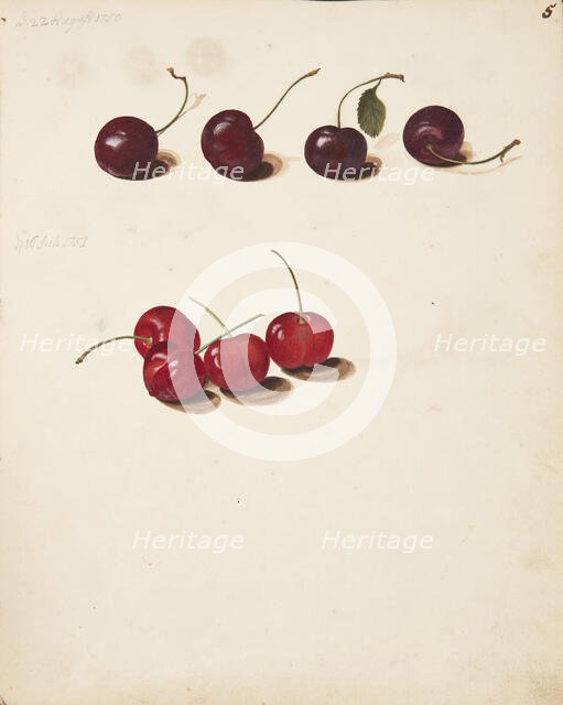 Study of Cherries, 1751. Creator: Fosie, Johanna Marie (1726-1764).