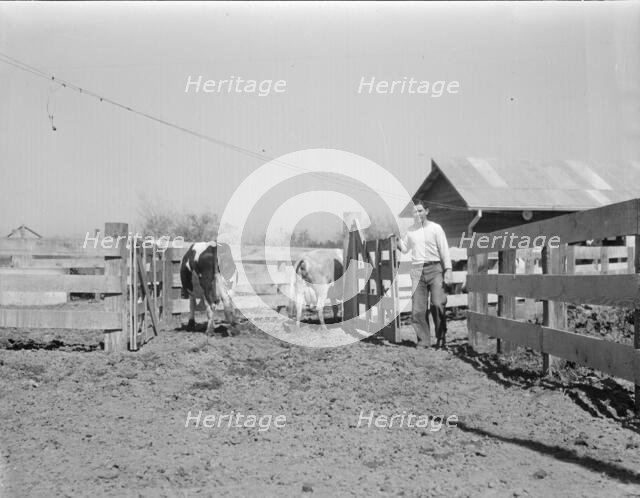Self-help cooperative dairy, near Santa Ana, California, 1936. Creator: Dorothea Lange.