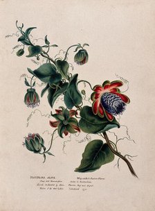 Passion flower (Passiflora alata): flowering stem, (c1850?). Creator: Unknown.
