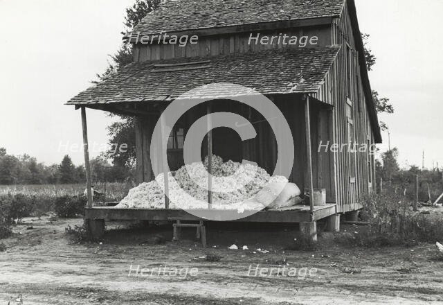 Cotton on porch of sharecropper's home, Maria plantation, Arkansas, October 1935. Creators: Farm Security Administration, Ben Shahn.