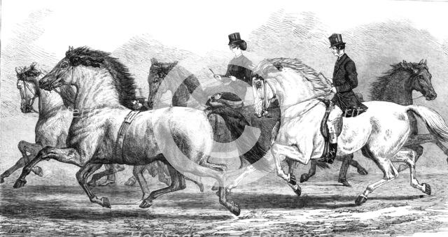 The Horse-Show at the Agricultural Hall Islington: parade of prize horses..., 1868. Creator: Unknown.
