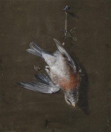 Linnet, 1830-1839. Creator: Wilhelm von Wright.