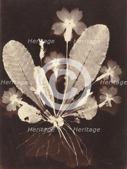 Botanical Photogram, 1860s. Creator: Unknown.