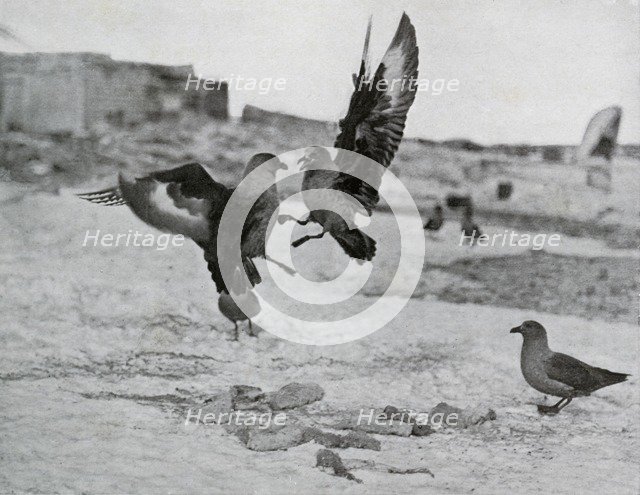 'Skua Gulls Fighting Over Some Blubber', 1911, (1913). Artist: G Murray Levick.