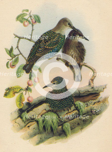 'Young Starling', c19th century. Artist: Unknown.