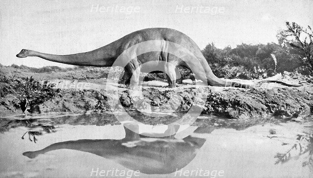 A diplodocus, 20th century. Artist: Unknown