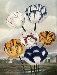 'Tulips', c1802-1821, (1948).  Creator: Thomas Baxter.
