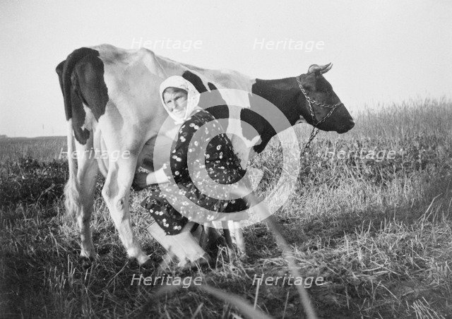 A woman milking a cow, near Landskrona, Sweden. Artist: Unknown