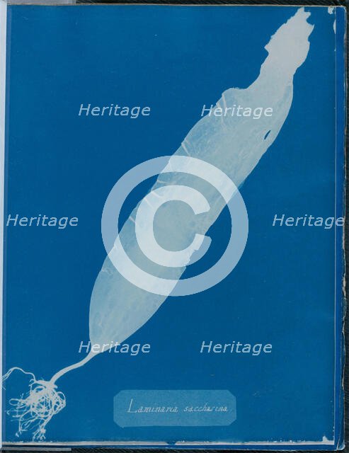 Laminaria saccharina, 1843 or 1844. Creator: Anna Atkins.