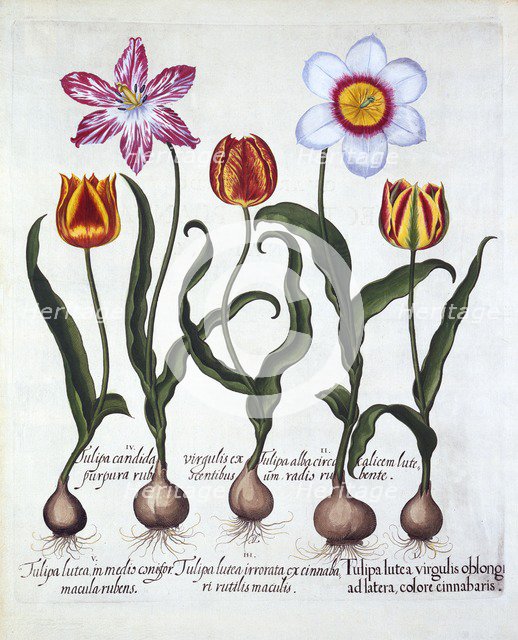 Five Tulips, from 'Hortus Eystettensis', by Basil Besler (1561-1629), pub. 1613 (hand-coloured engra