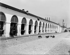 Central market & buzzards, Charleston, S.C., between 1900 and 1910. Creator: Unknown.