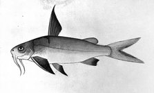 Fish, 1777-1783. Creator: Bhawani Das.