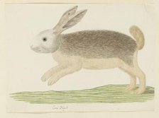 Pronolagus sp. (Karoo hare), 1777-1786. Creator: Robert Jacob Gordon.
