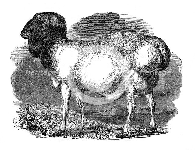 Fat-rumped sheep of Tartary, 1848. Artist: Unknown